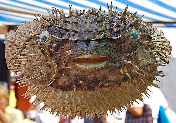 Asociatyvinė nuotrauka: žuvis Fugu