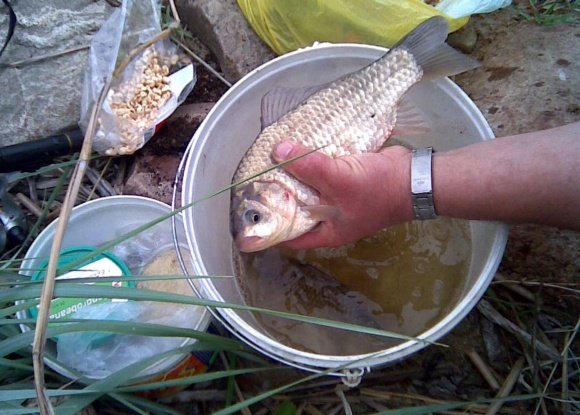 Žūklės laimikis. Albino karosas