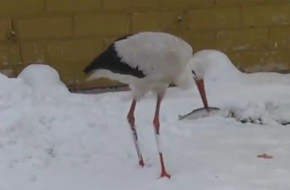 Gandras Daugų seniūnijoje liko žiemoti
