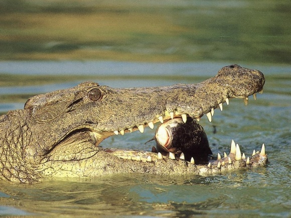Indijos krokodilas