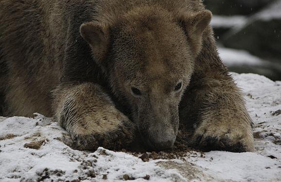 Penktadienį antrąjį gimtadienį švęsiantis liūdnasis Knutas tapo našta Berlyno zoologijos sodui.