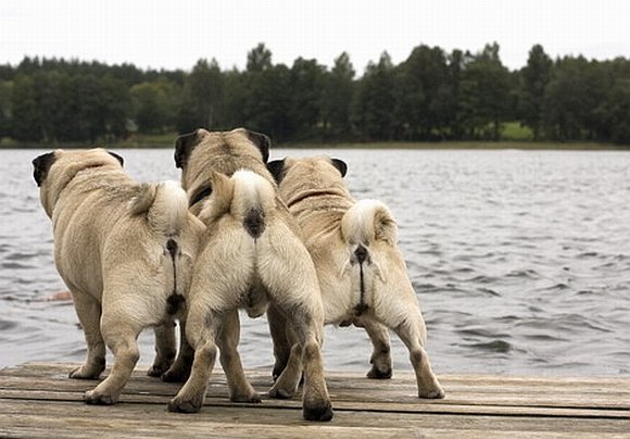 Mopsų trijulė