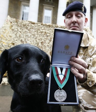Labradoras Treo ir jo partneris seržantas Dave'as Heyhoe
