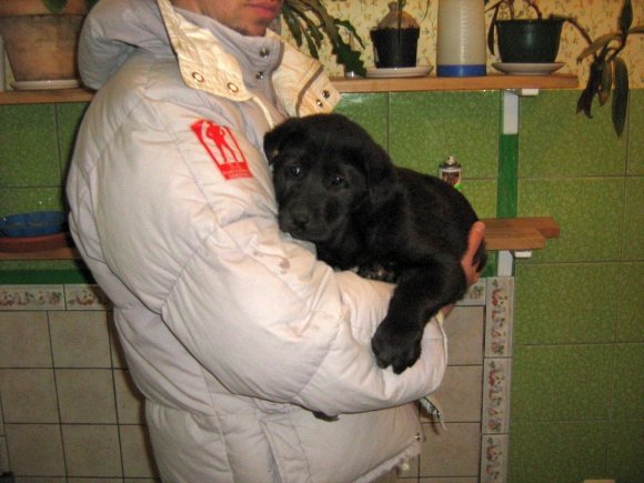 Laikinųjų globėjų nuotr./Šuniukas