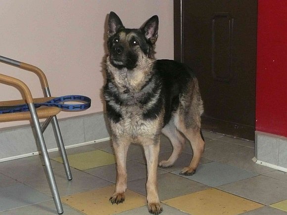 Kalytė Tela