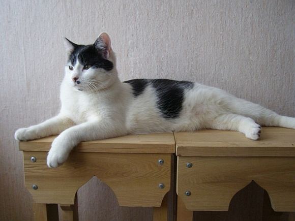 Tukas