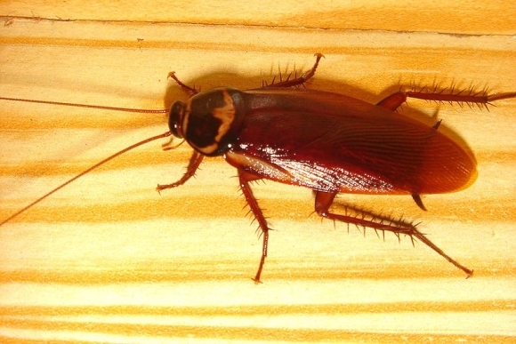 Žymė Tarakonas