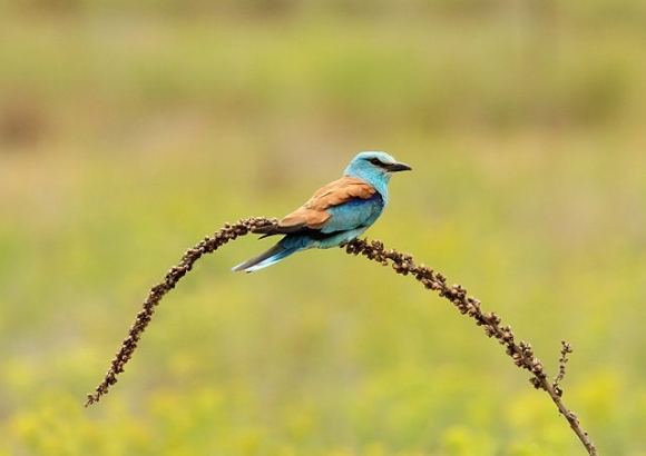 Žalvarnis (Coracias garrulus)