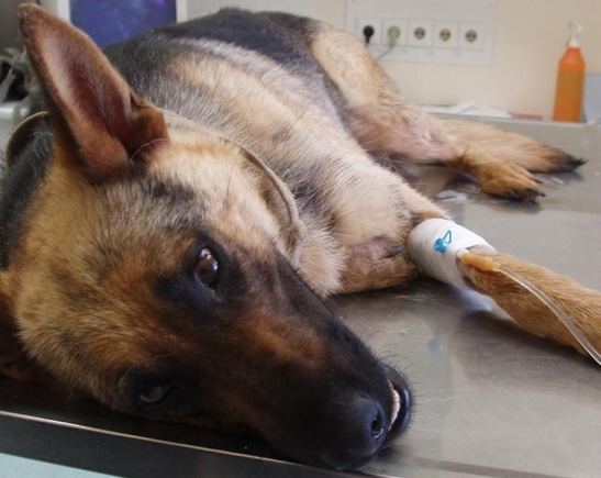 Kalytė Lesė veterinarijos gydykloje