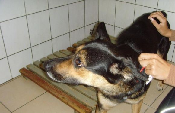 Gal pažįstate šeimininką, kuris mirčiai pasmerkė šią kalytę?