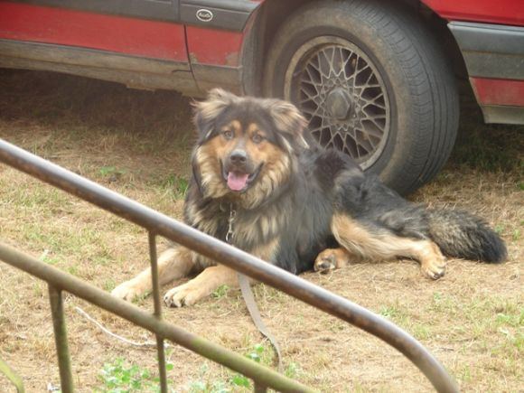 LGGD nuotr./&Scaron;uo, kuris buvo rastas priri&scaron;tas grandine.