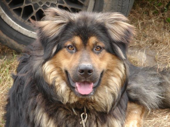 Šuo, kuris buvo rastas pririštas grandine.