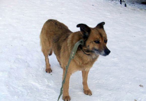 Dingusi kalytė