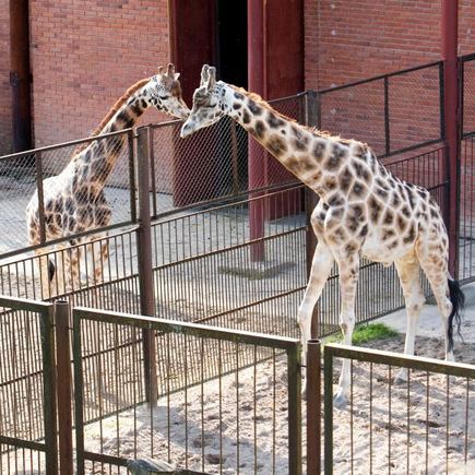 Žymė Lietuvos zoologijos sodas