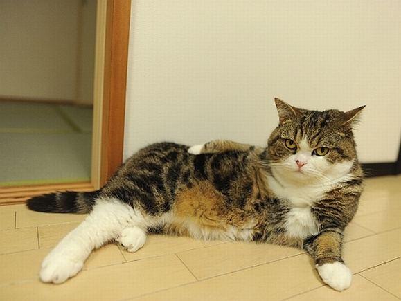 Maru