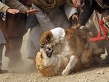 AFP/&bdquo;Scanpix&ldquo; nuotr./&Scaron;unų kautynės