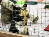 &bdquo;SOS gyvūnai&ldquo;nuotr./&bdquo;Kačių pievelėje&ldquo;