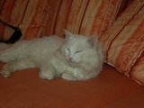 „SOS gyvūnai“ nuotr./Grantas tiesiog ilsisi.