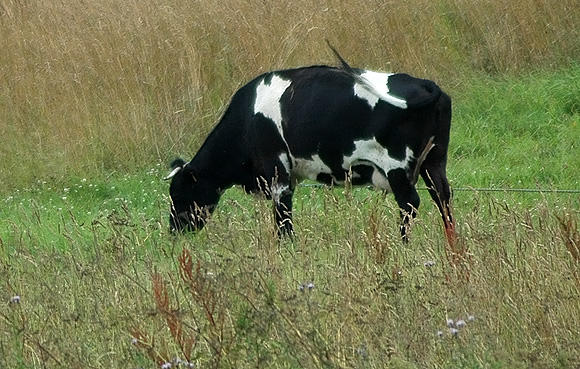 Karvė