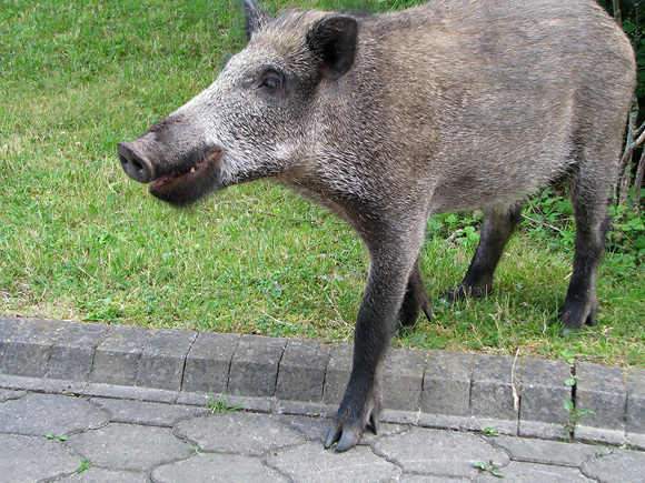 Žymė Šernas