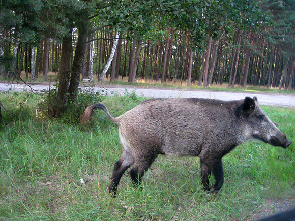 Žymė Trichineliozė
