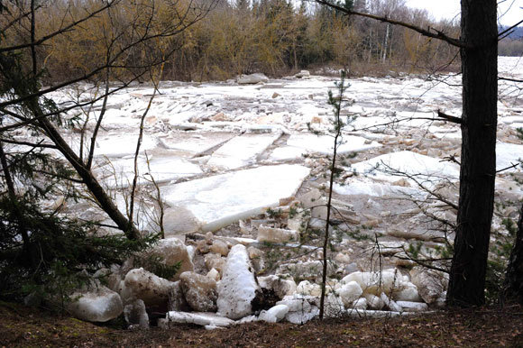 Ledų sangrūda