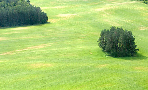 Pamiškė