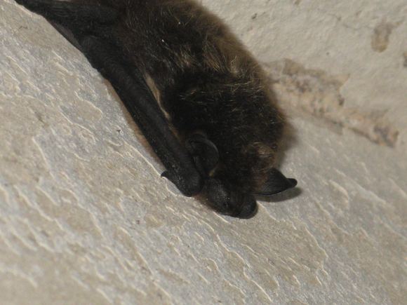 Europinis plačiaausis