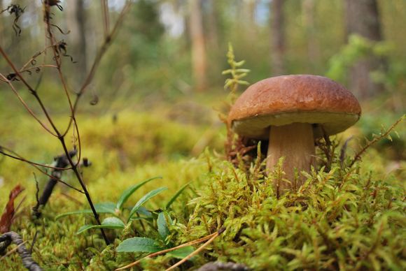 Grybus tyrinėjantys specialistai ramia sąžine tvirtina – Lietuvoje valgomų grybų nemažėja.