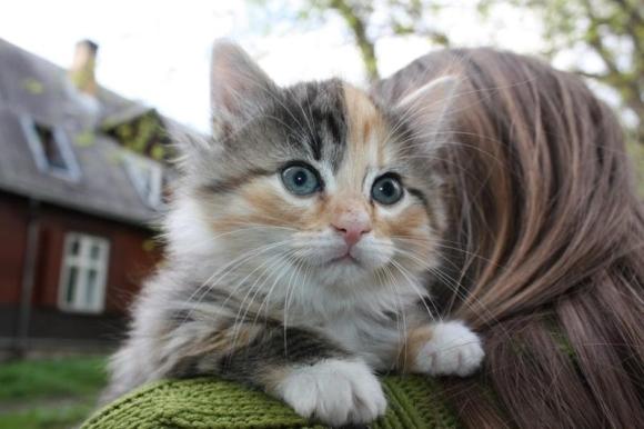 Nala