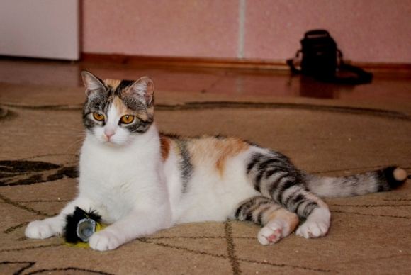 Marmė