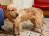 Kadras iš adoptapet.com filmuko/Chuckas
