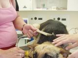 „Lesės“ nuotr./Kalytė Lesė veterinarijos gydykloje