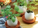 eggling.com nuotr./I&scaron; kiau&scaron;inio &bdquo;i&scaron;siritantys&ldquo; augalai