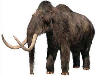 Mamutas