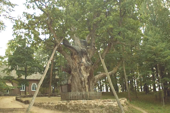 Stelmužės ąžuolas – mokslininkų akiratyje.