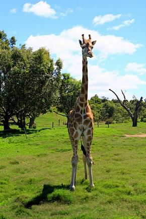 Vytauto Ulozo nuotr. /„Werribee“ zoologijos sodas