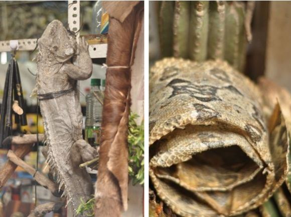 Greitgrisim.lt nuotr./Sudžiovinta įguana ir gyvatės oda (dešinėje)