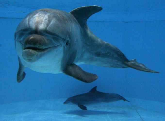  Nuostabus Delfinш SHOW  