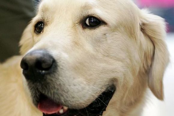 Labradoras