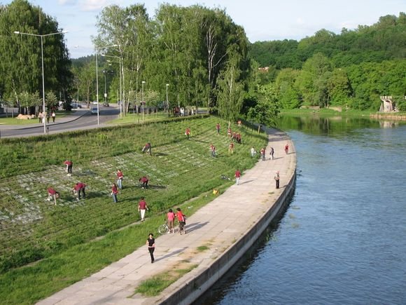 „Dainų šventės“ savanoriai jau pasižymėjo, į kurias vietas šeštadienį reikės susodinti gėlių kerus.