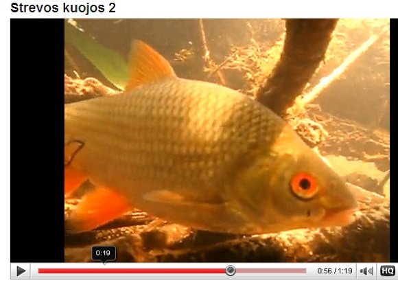 Žymė Kuoja