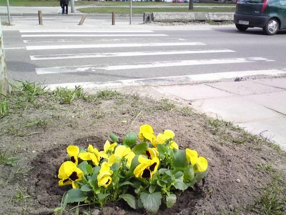 Žmonės žūsta net pėsčiųjų perėjose.