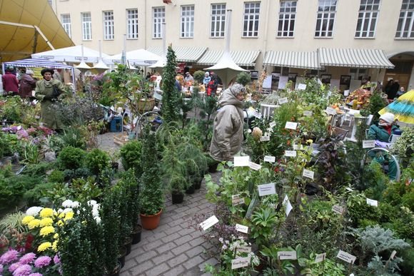 Žymė Magnolija