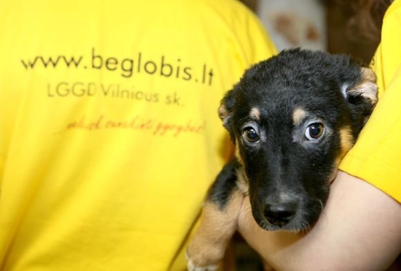 Dainininkai koncertu atkreipė aplinkinių dėmesį į namų neturinčius gyvūnus.