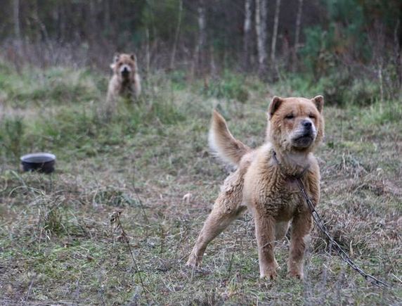 Šeimininkė dešimt šunų prirakino plyname lauke.