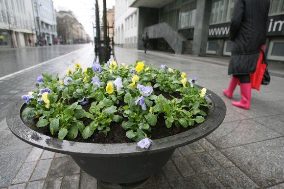 Iki vasaros našlaitės žydės beveik 200-uose Vilniaus gėlinių.