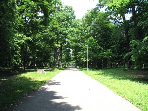 Ąžuolynas