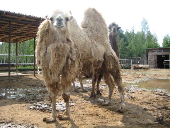 Žymė „Mini Zoo“