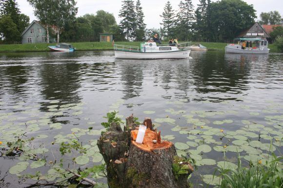 Šeštadienį ant iškirstų medžių kelmų liepsnojo gedulo žvakutės. 